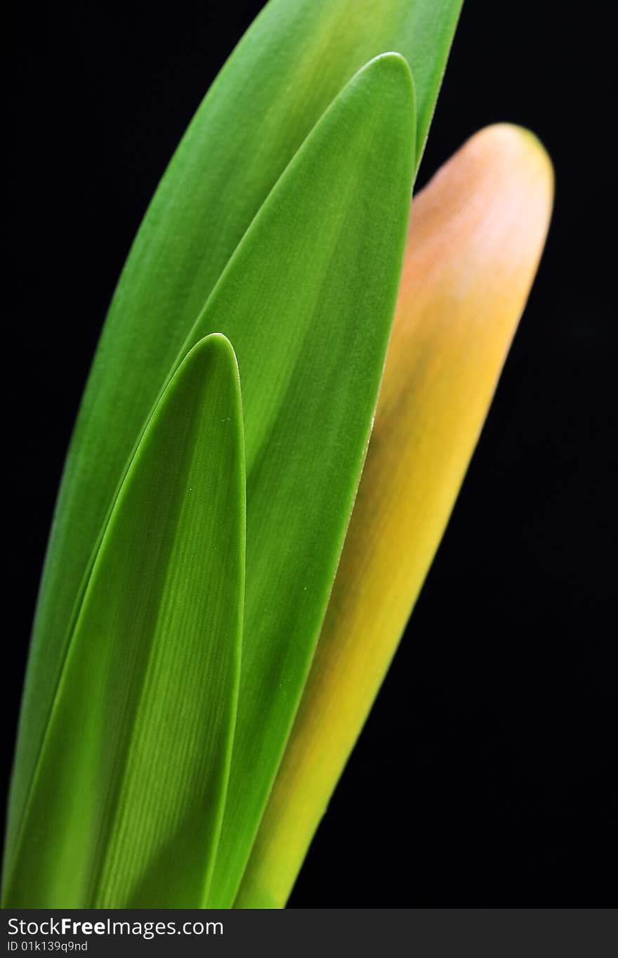 Close up of green leaf on black