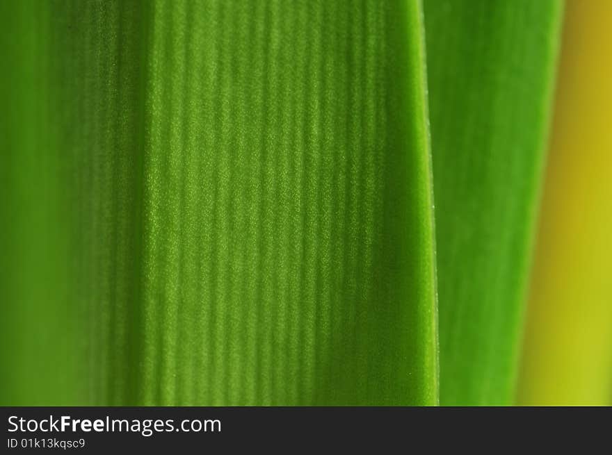 Close up of green leaf