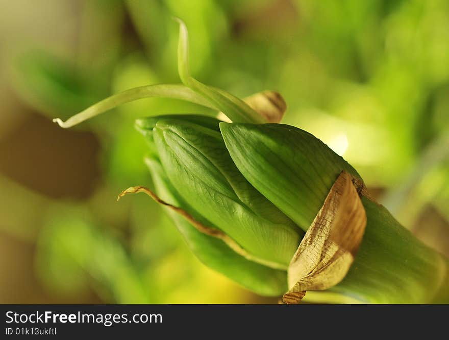 Close up of a small green growing plant