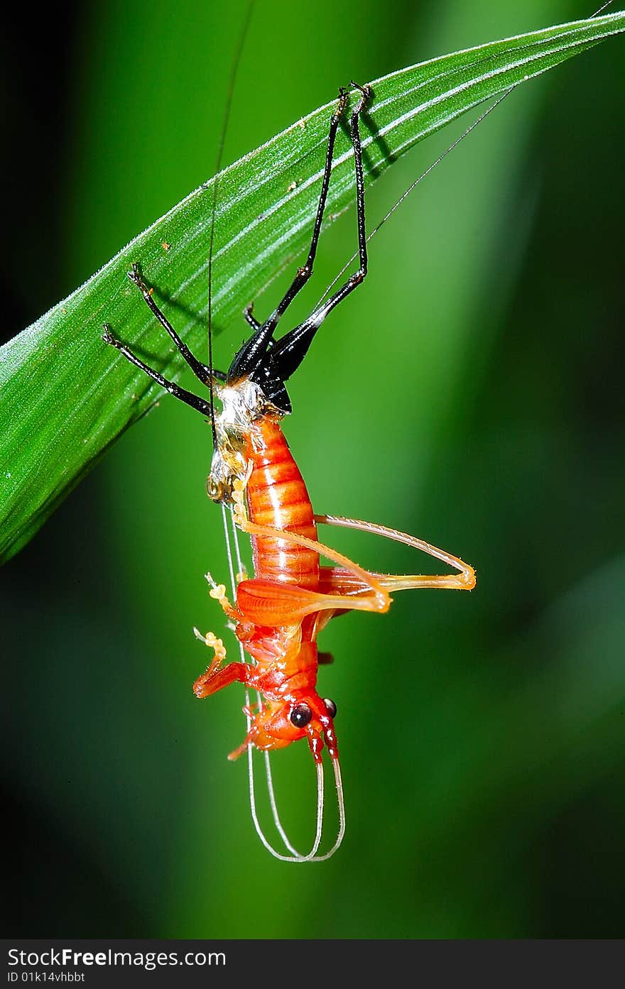 Katydid Molting