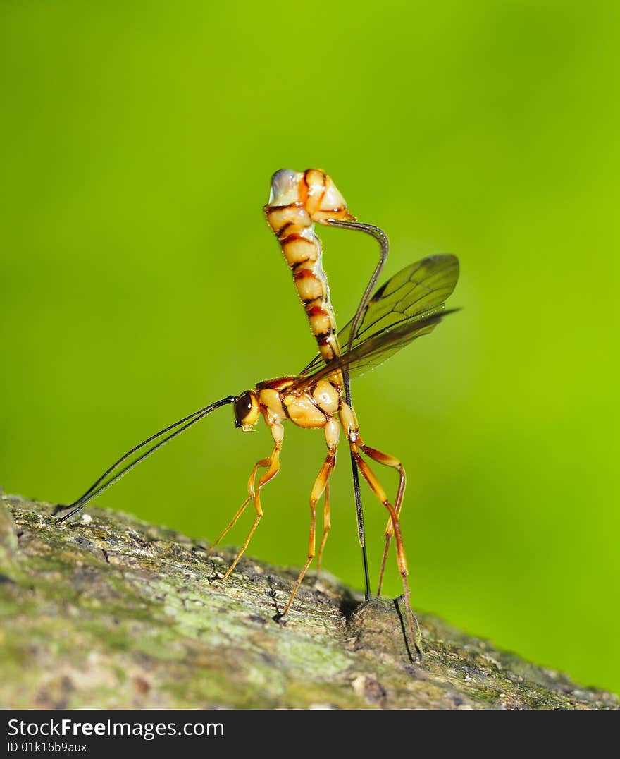 Parasitical Wasp Laying Eggs