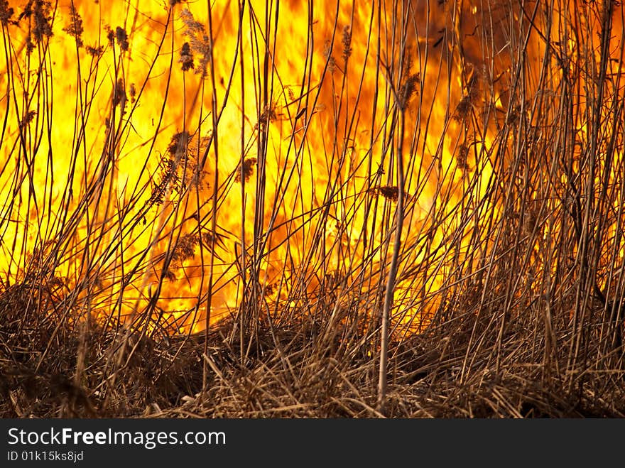 Dried up growing reeds is on the fire