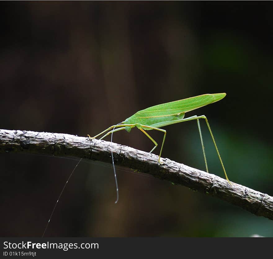 Katydid Perches on Twig