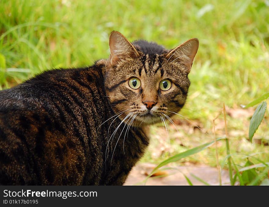 The cat is looking in astonishment. The cat is looking in astonishment.