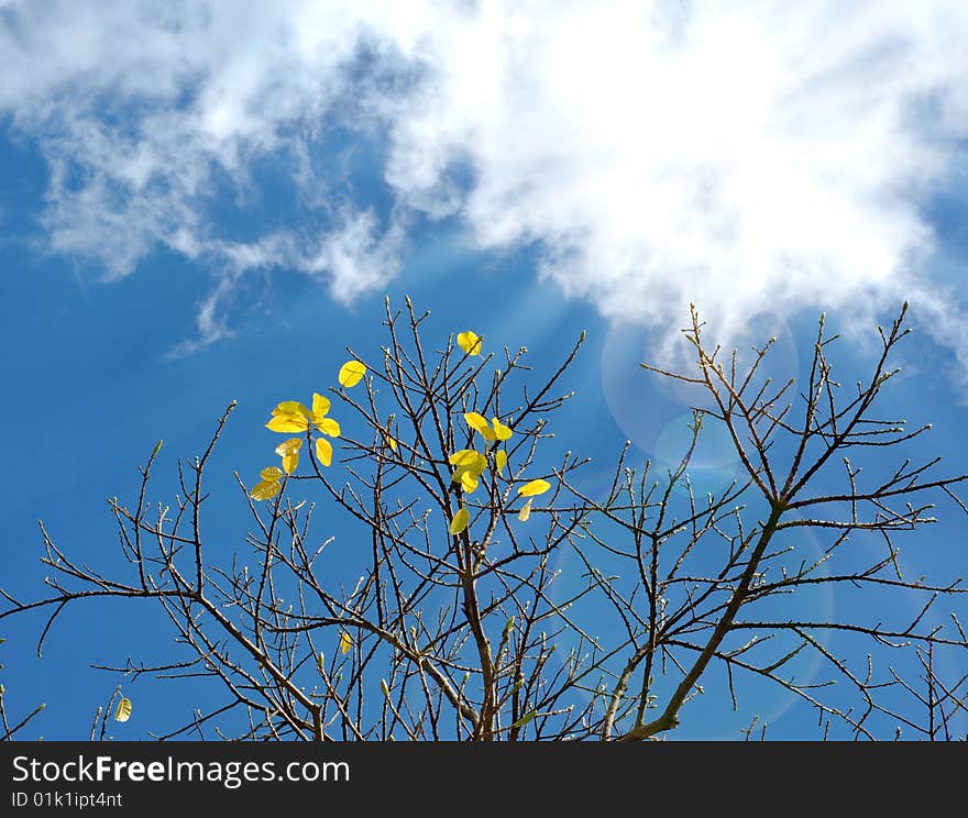 Autumn leaves in the blue sky background, the sunny weather,