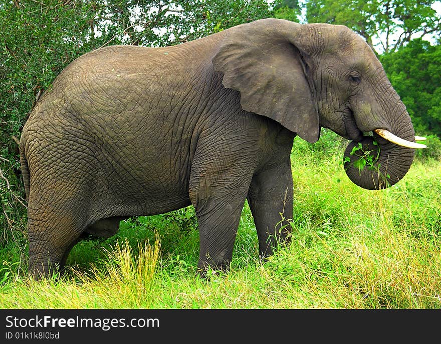 A Mature Elephant Feeding