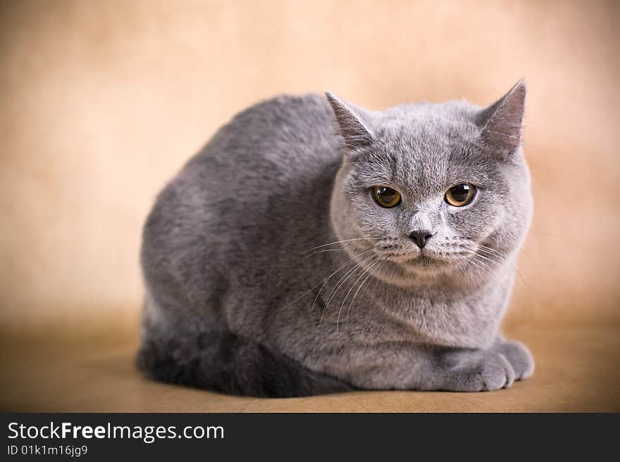 Portrait of a British Shorthaired Cat on a brown background. Studio shot.