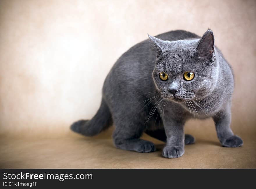 Portrait of a British Shorthaired Cat on a brown background. Studio shot.