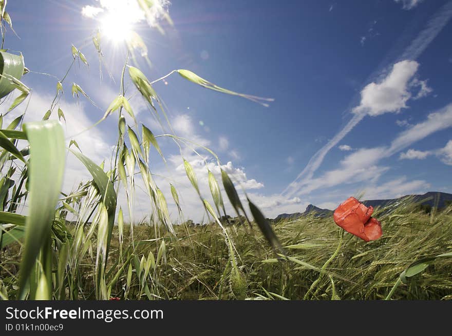 Solitary poppy in a meadow with blue sky and clouds