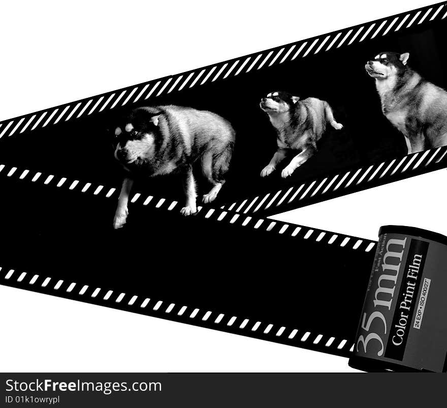 Dog and Filmstrip