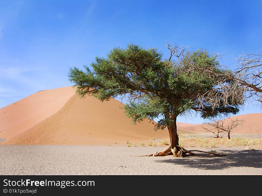 A tree and dune in the desert. A tree and dune in the desert