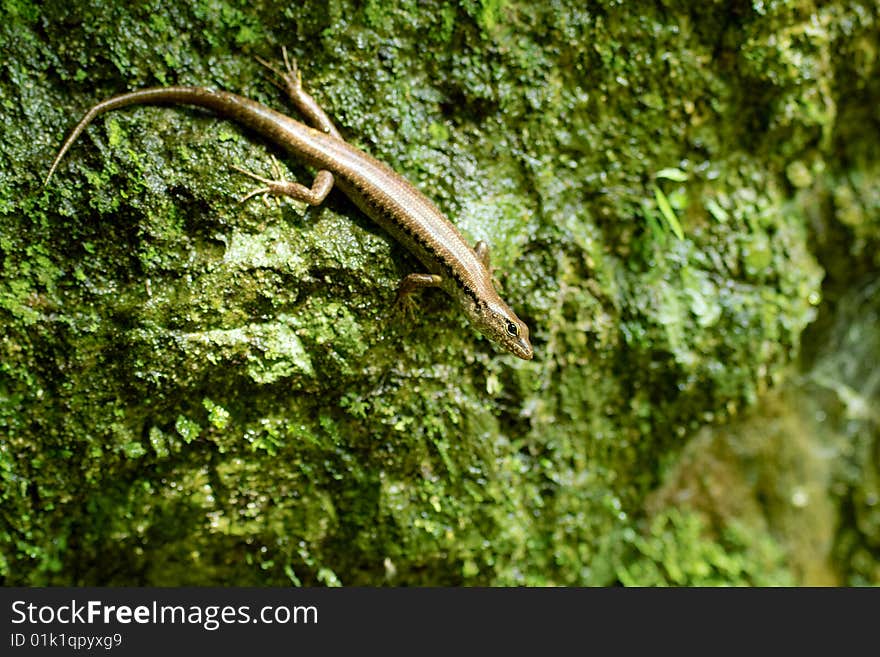 Curious kink basking on mossy rock wall. Curious kink basking on mossy rock wall