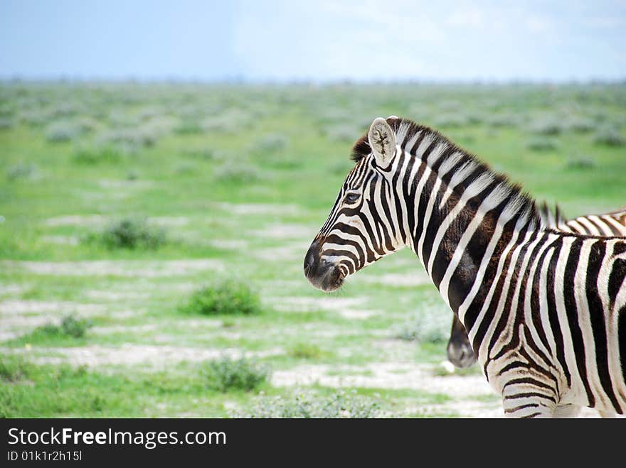 Single Zebra