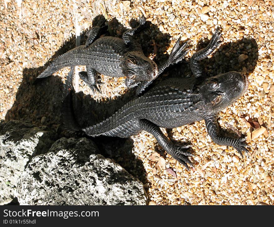 Two young alligators in Florida