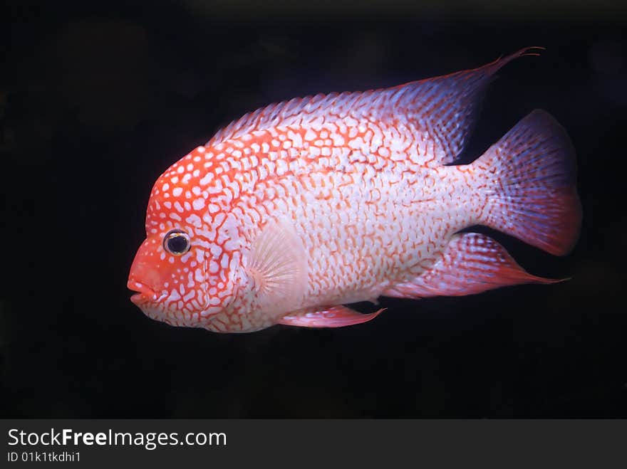 Fish On Black Background