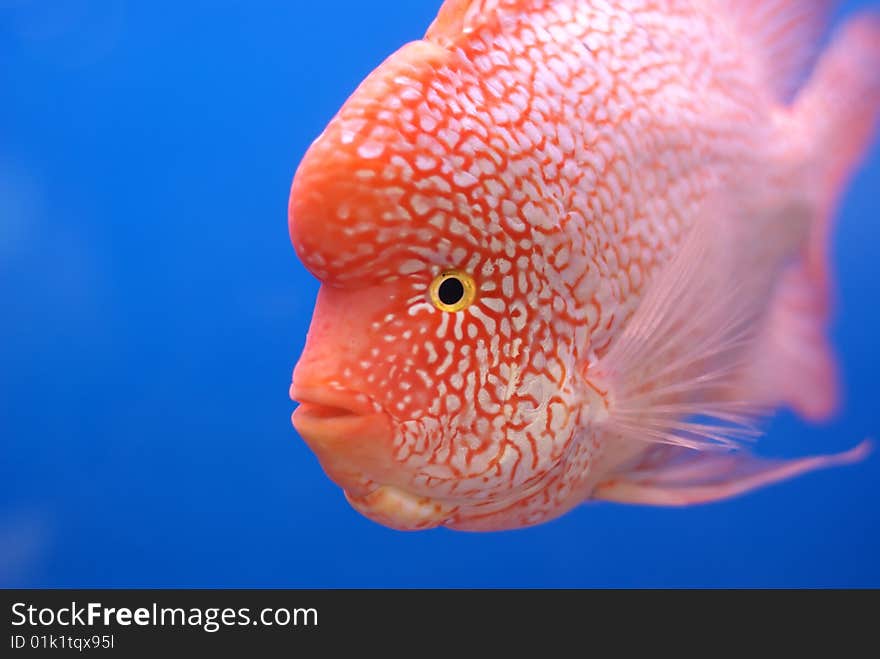 A fish is swimming in aquarium white blue background. A fish is swimming in aquarium white blue background