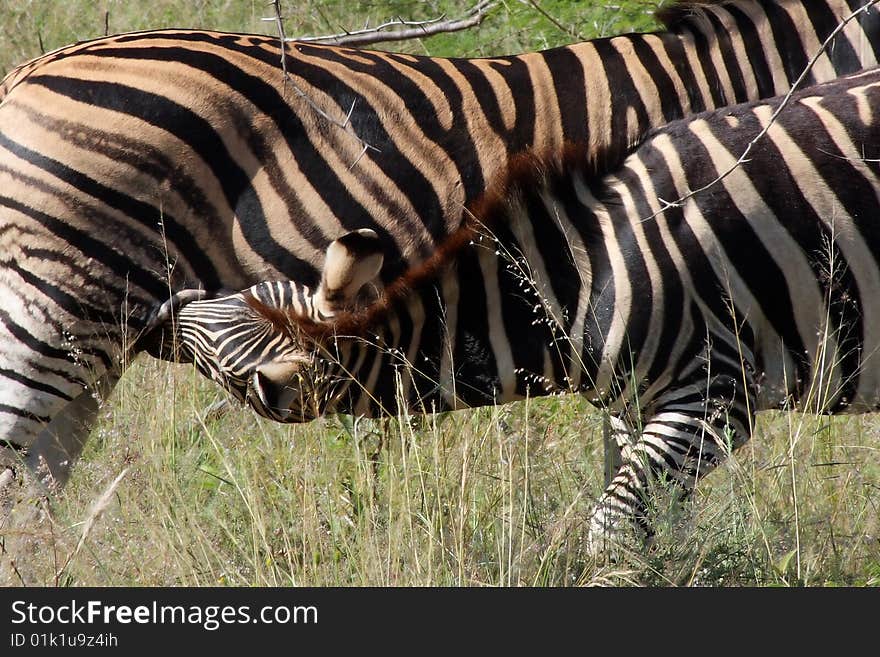 Zebra and Baby Nursing