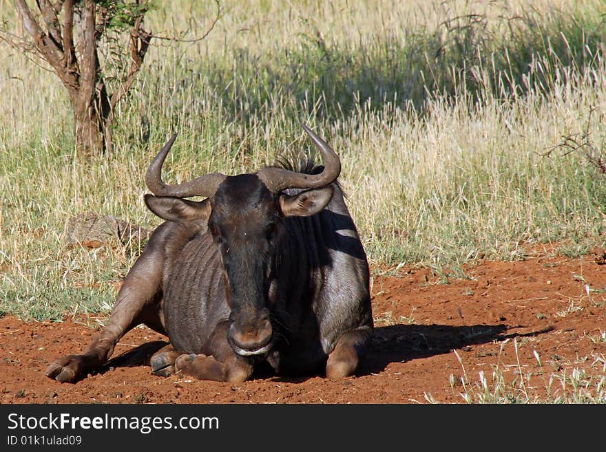 Wildebeest at rest in grassland.