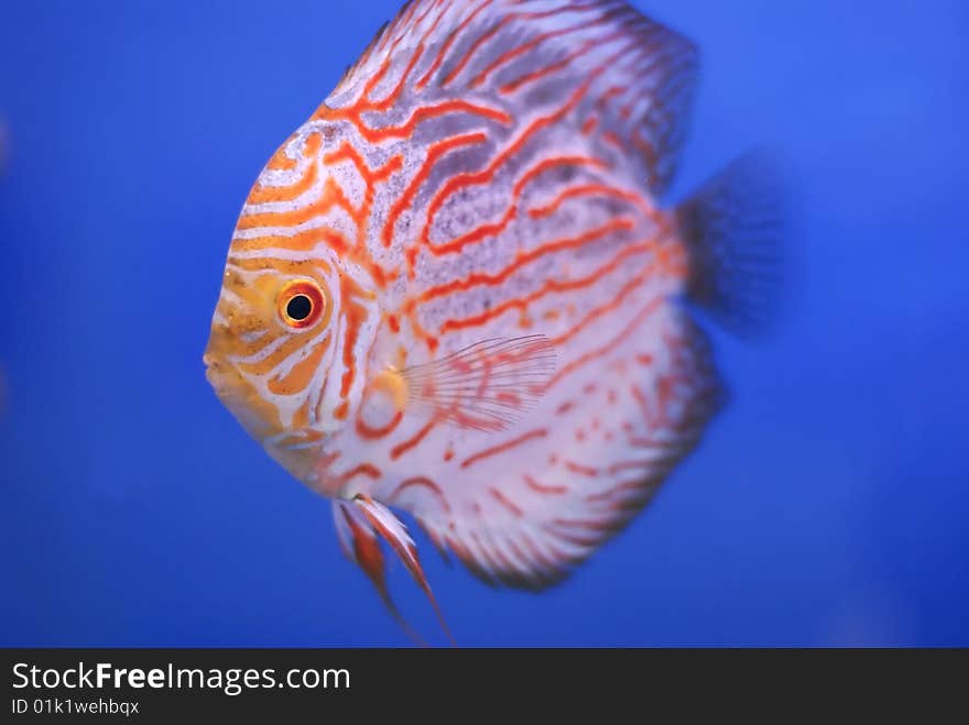 Fish on blue background