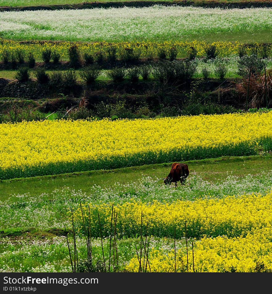 The country scenery is very beautiful