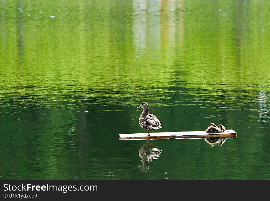 Duck with ducklings on plank in lake