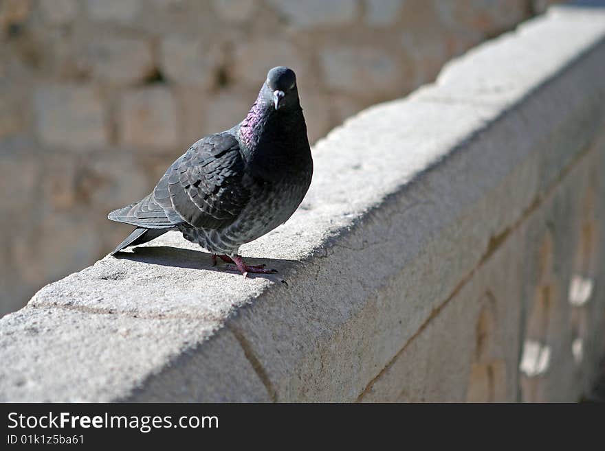 Pigeon on the eastern entrance to Dubrovnik's Old Town