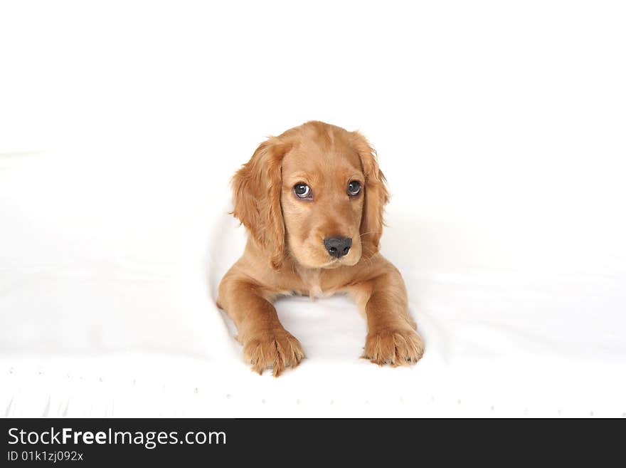 Detail of the English cocker spaniel baby dog ,11 weeks old