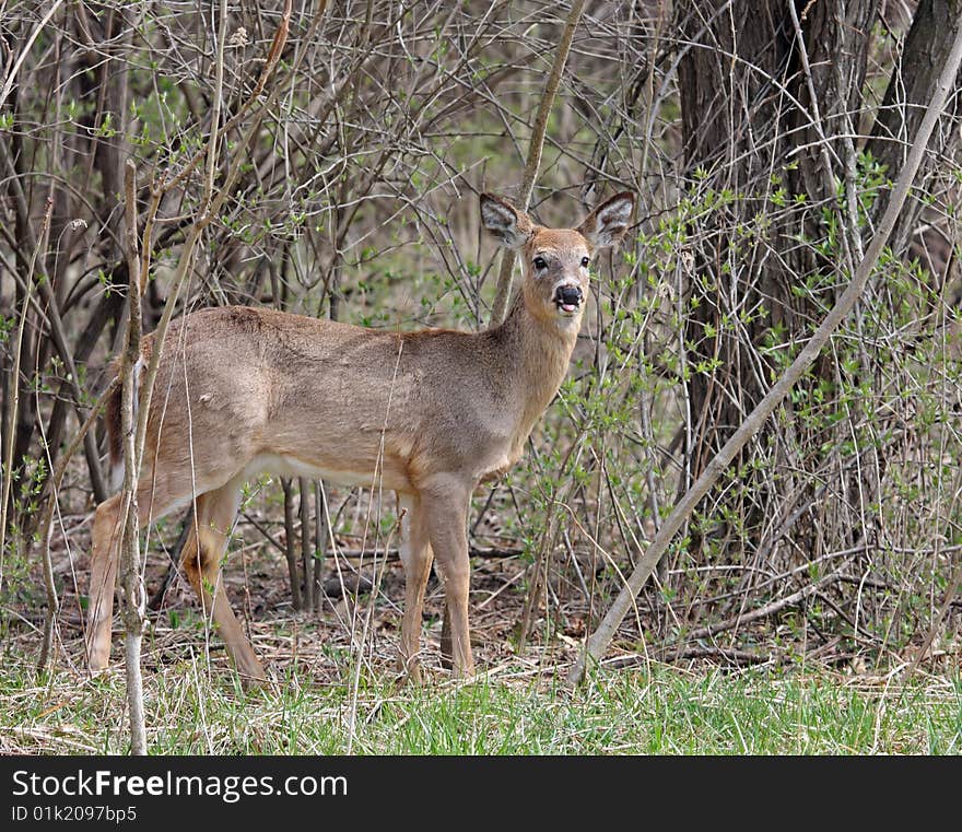 White tailed deer standing in the woods. White tailed deer standing in the woods