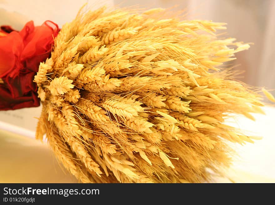 Detail of bound corn with natural lighting