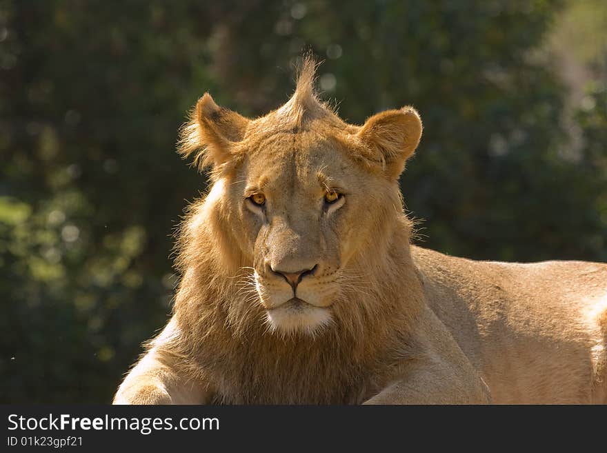 Lion in the field in Africa.