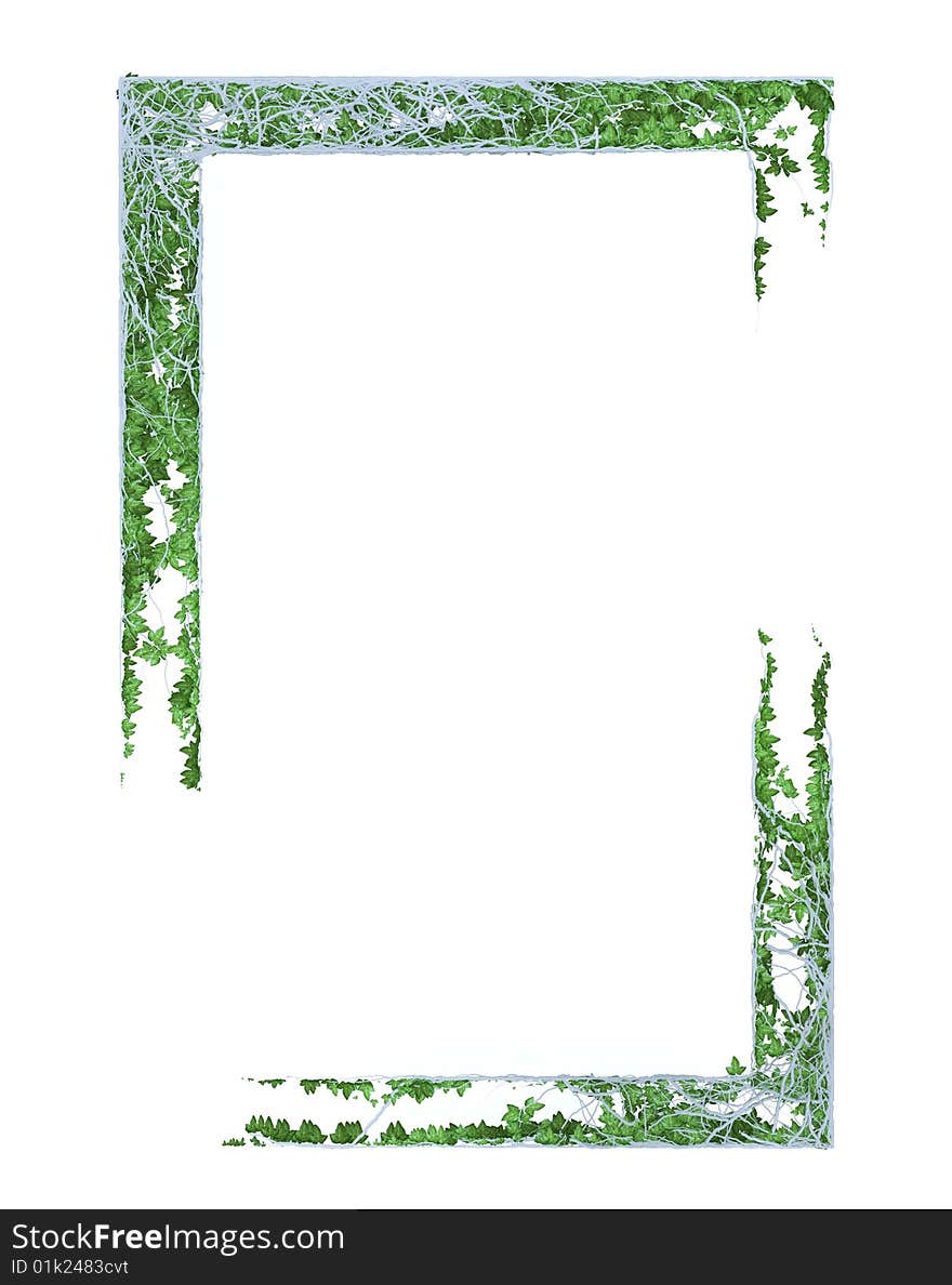 Framework from a growing young plant on a white background. Framework from a growing young plant on a white background