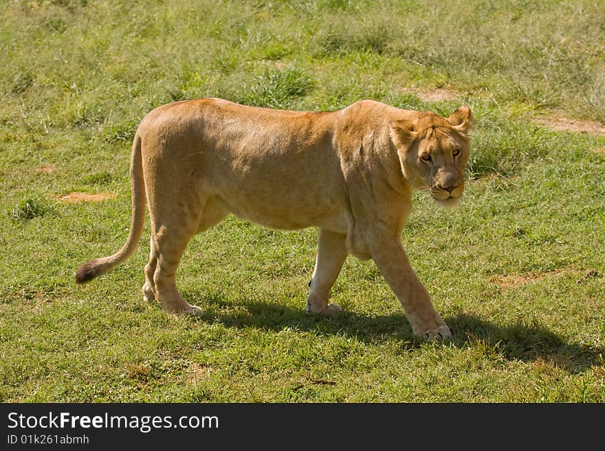 Lioness in the field in Africa.