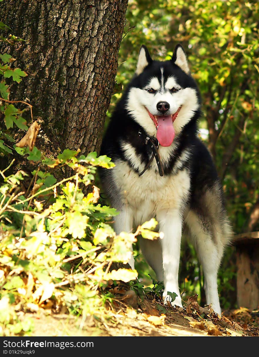 Husky dog