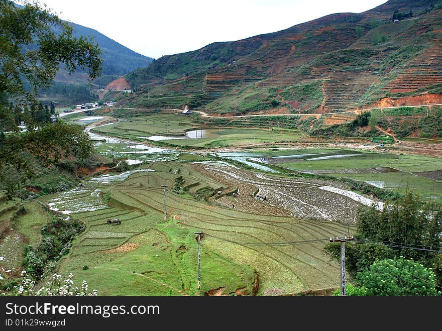 Terraced rice field in Sapa