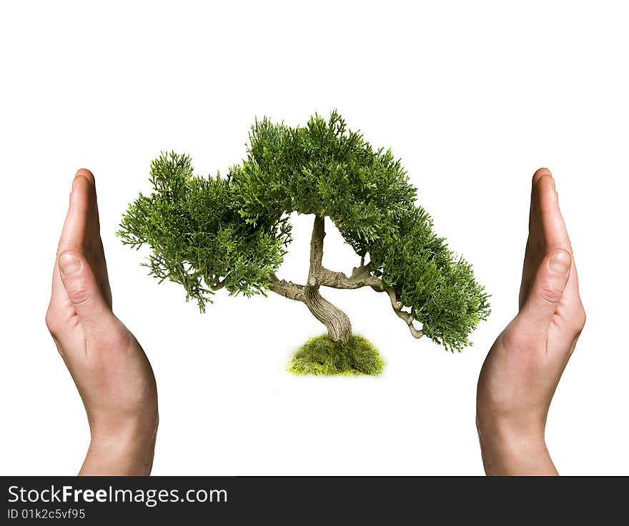 Beautiful green tree in human hands