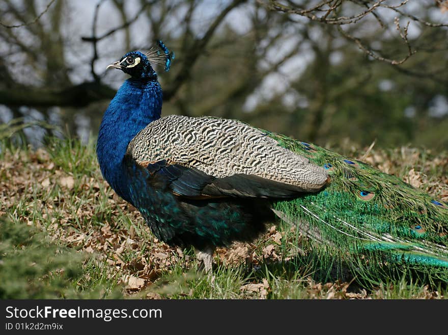 Peacock male