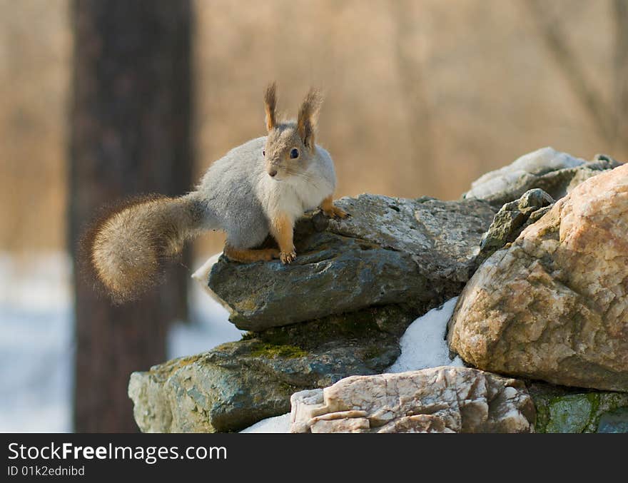 Squirrel Sitting On The Stone