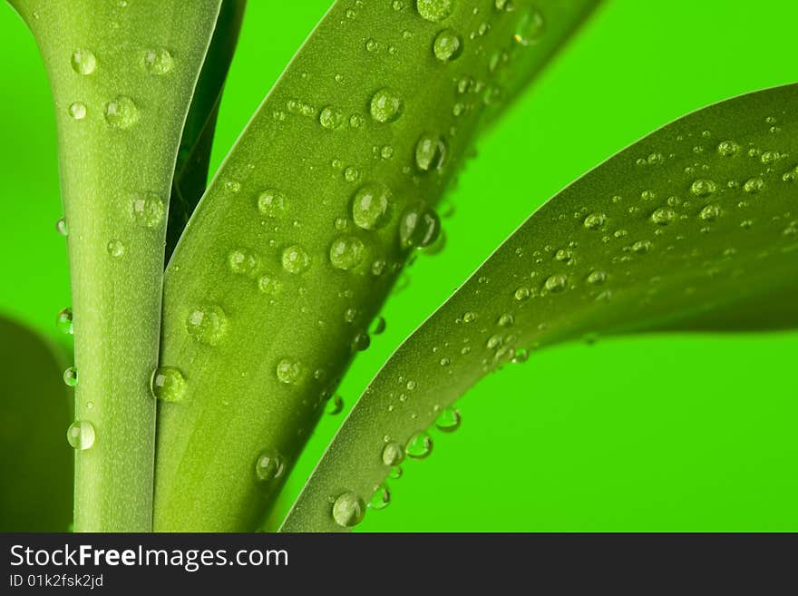 Three bamboo leaves with drops