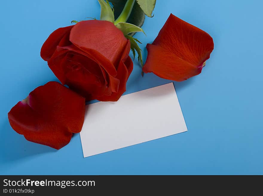 Red rose and petal with note. Red rose and petal with note