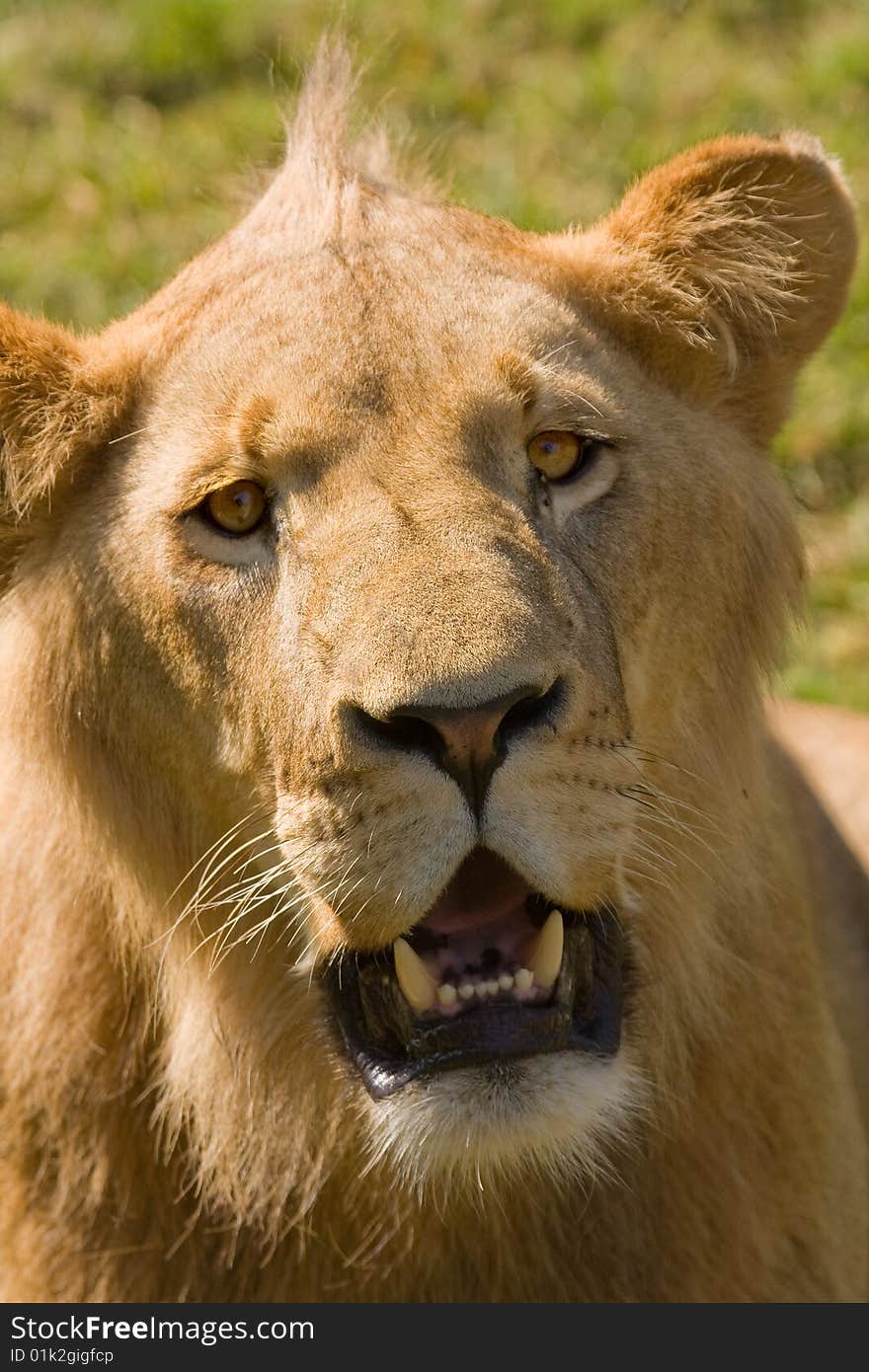 Lion In The Field In Africa.