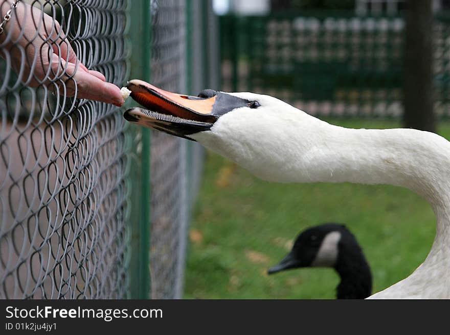 Swan feeding