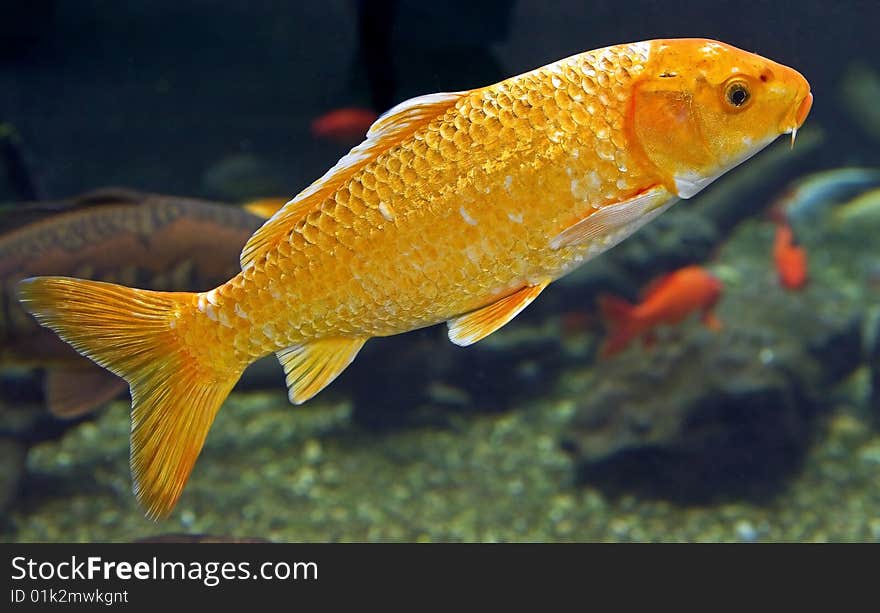 Goldfish. Latin name - Carassius auratus. Goldfish. Latin name - Carassius auratus