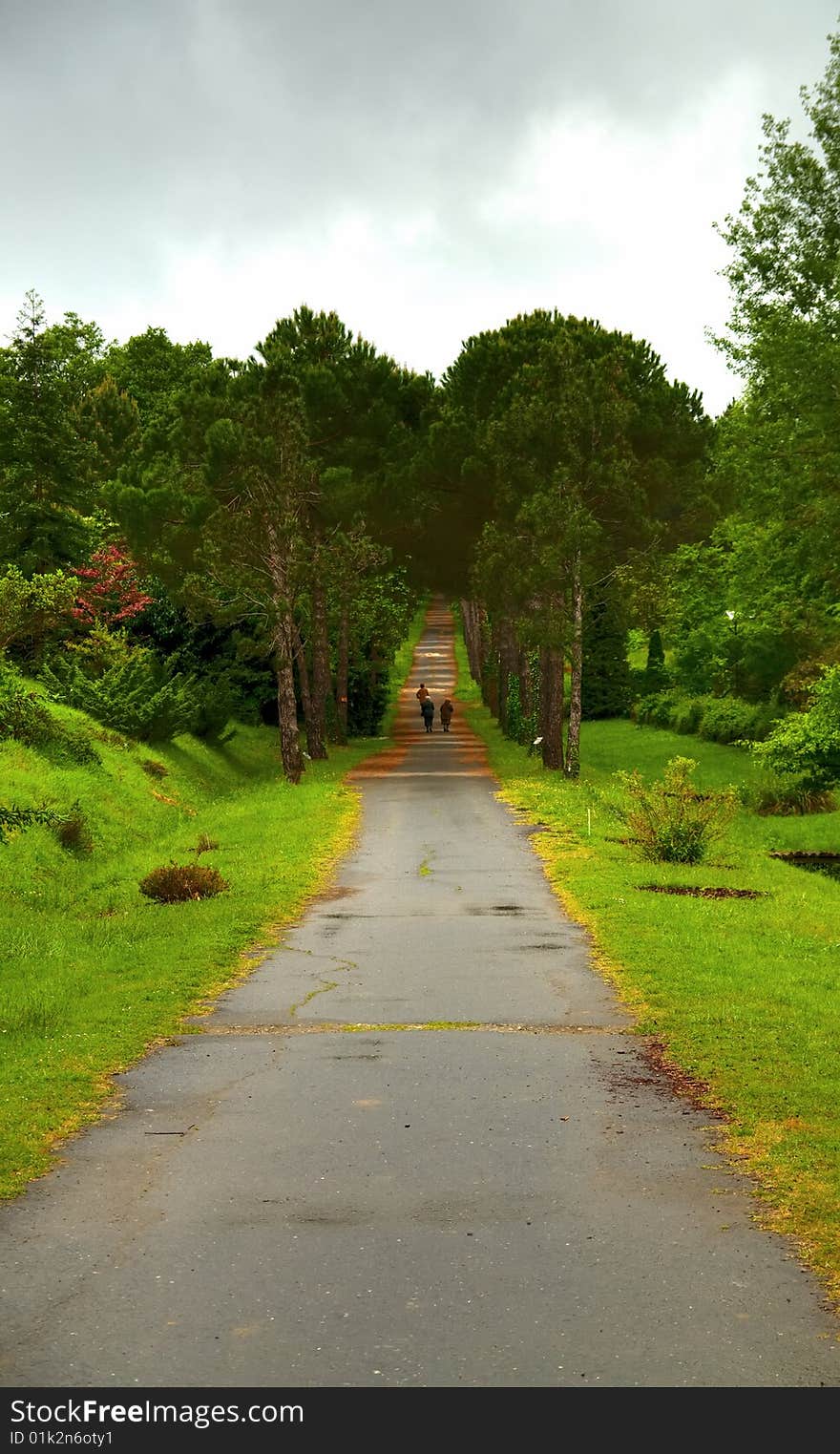 Green branch of pine-tree