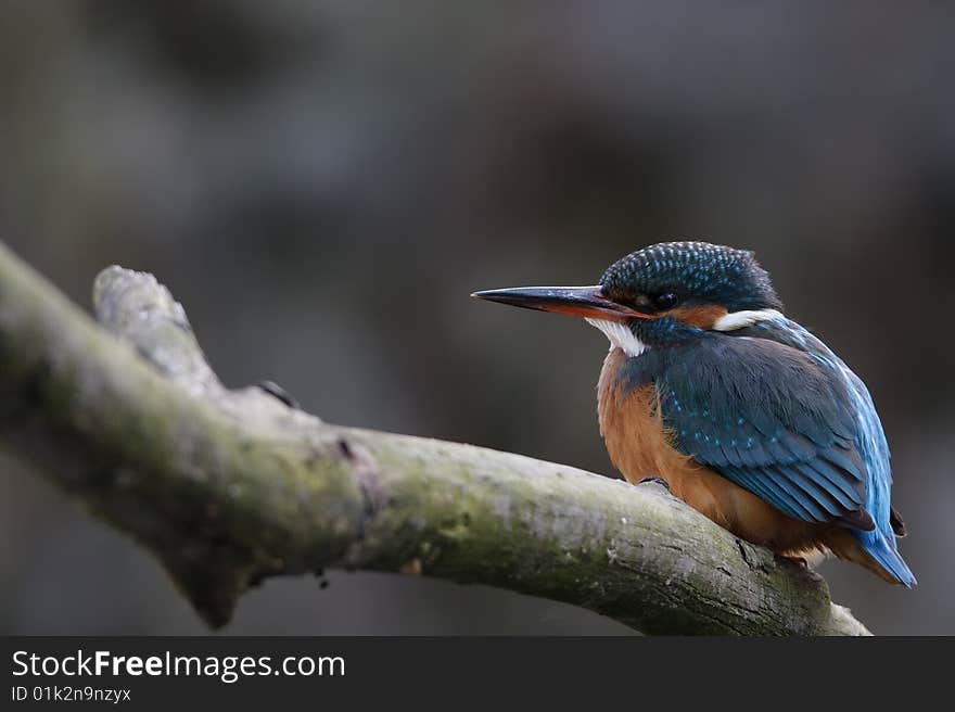 Female Kingfisher sitting on a branch infront of her burrow. Female Kingfisher sitting on a branch infront of her burrow.