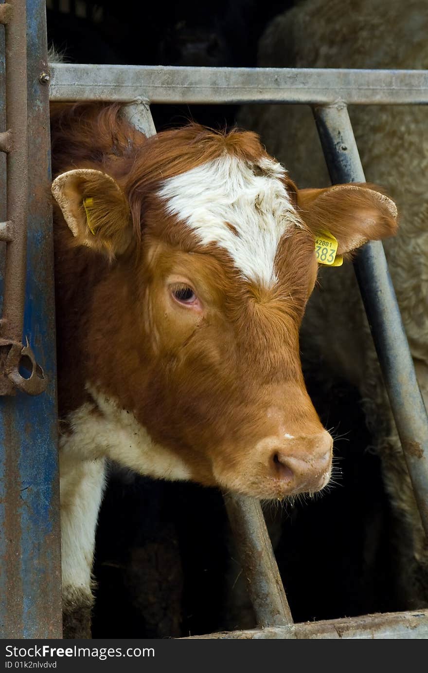 A portrait of a mixed breed Ayrshire and Holstein cow after drinking with water droplets falling from its mouth and nostrils. A portrait of a mixed breed Ayrshire and Holstein cow after drinking with water droplets falling from its mouth and nostrils.