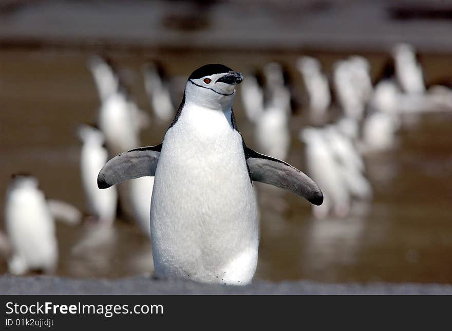 CHINSTRAP PENGUIN