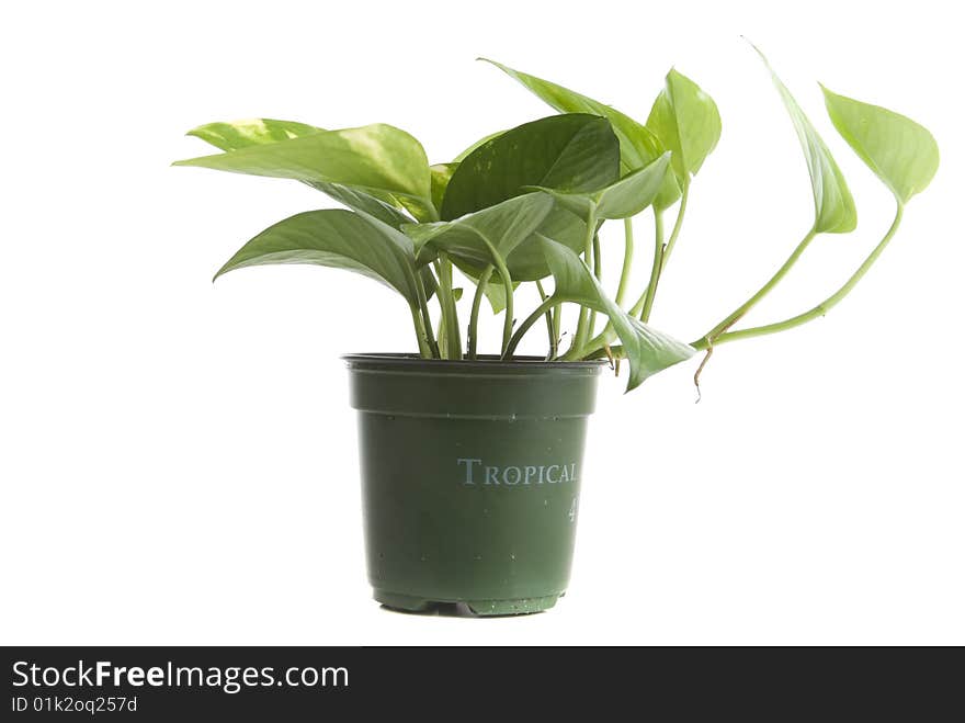 Tropical household plant with plastic pot