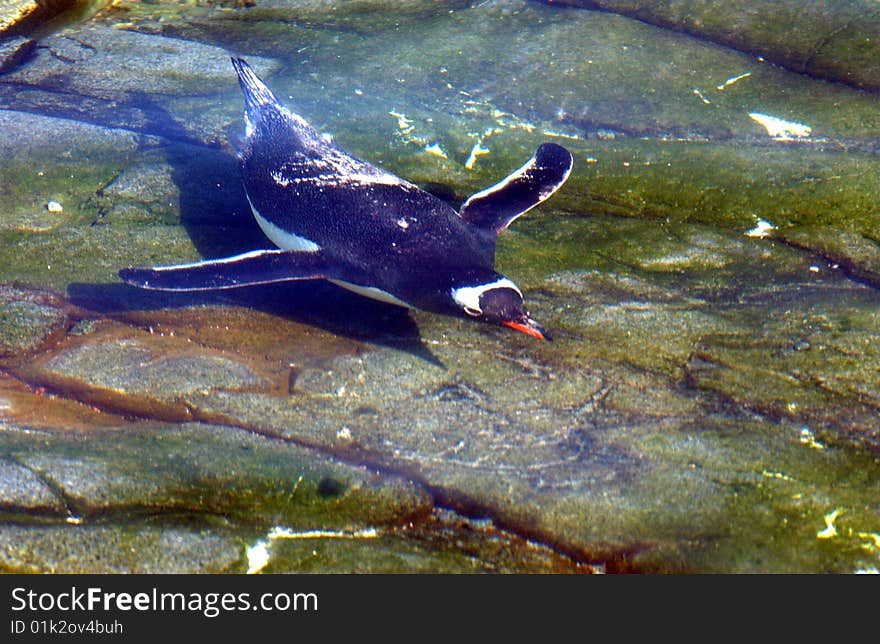 Gentoo penguin  swimming in see