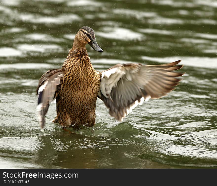 A female Mallard Duck washing her feathers