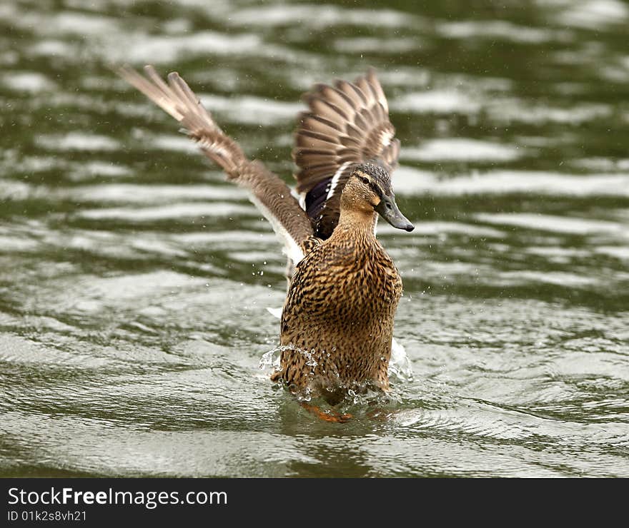 A female Mallard Duck washing her feathers